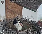 Capi_Dubne_20250428_085003.jpg