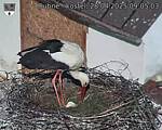 Capi_Dubne_20250428_090503.jpg
