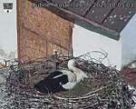 Capi_Dubne_20250428_100503.jpg