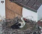 Capi_Dubne_20250428_101003.jpg