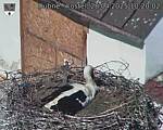 Capi_Dubne_20250428_102003.jpg