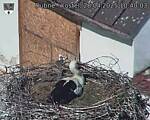 Capi_Dubne_20250428_104003.jpg