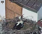 Capi_Dubne_20250428_105503.jpg