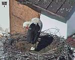 Capi_Dubne_20250428_110003.jpg