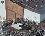 Capi_Dubne_20250428_113002.jpg