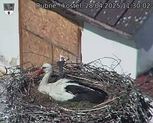 Capi_Dubne_20250428_113002.jpg (1350 x 1080)
