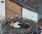 Capi_Dubne_20250428_113503.jpg