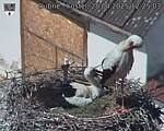 Capi_Dubne_20250428_122503.jpg