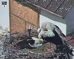 Capi_Dubne_20250428_124003.jpg