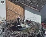Capi_Dubne_20250428_130503.jpg