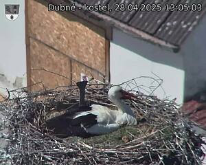 Capi_Dubne_20250428_130503.jpg (1350 x 1080)