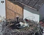 Capi_Dubne_20250428_131503.jpg