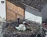 Capi_Dubne_20250428_140003.jpg