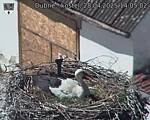 Capi_Dubne_20250428_140503.jpg