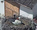 Capi_Dubne_20250428_142003.jpg