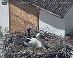Capi_Dubne_20250428_144002.jpg