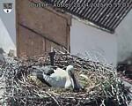 Capi_Dubne_20250428_155503.jpg