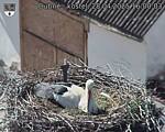 Capi_Dubne_20250428_160003.jpg