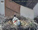 Capi_Dubne_20250428_165503.jpg