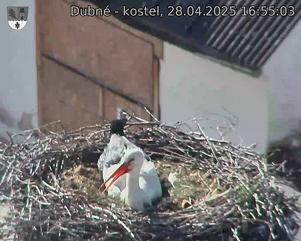 Capi_Dubne_20250428_165503.jpg (1350 x 1080)