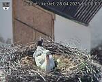 Capi_Dubne_20250428_170003.jpg