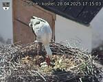 Capi_Dubne_20250428_171503.jpg