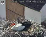 Capi_Dubne_20250428_173003.jpg