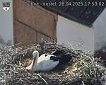 Capi_Dubne_20250428_175002.jpg