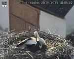 Capi_Dubne_20250428_180502.jpg