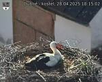 Capi_Dubne_20250428_181502.jpg