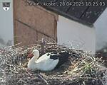 Capi_Dubne_20250428_182503.jpg