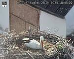Capi_Dubne_20250428_184503.jpg