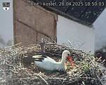 Capi_Dubne_20250428_185003.jpg