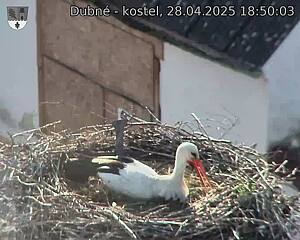 Capi_Dubne_20250428_185003.jpg (1350 x 1080)