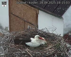 Capi_Dubne_20250428_191503.jpg (1350 x 1080)