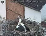 Capi_Dubne_20250428_202502.jpg