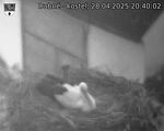Capi_Dubne_20250428_204002.jpg