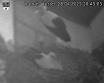 Capi_Dubne_20250428_204503.jpg
