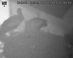 Capi_Dubne_20250428_214002.jpg