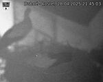 Capi_Dubne_20250428_214503.jpg