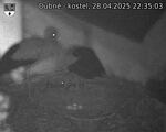 Capi_Dubne_20250428_223503.jpg