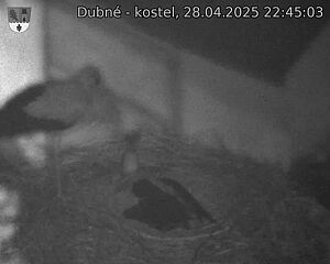Capi_Dubne_20250428_224503.jpg (1350 x 1080)