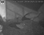 Capi_Dubne_20250428_225003.jpg
