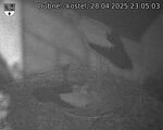 Capi_Dubne_20250428_230503.jpg