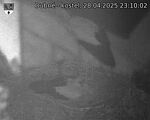 Capi_Dubne_20250428_231002.jpg