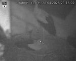 Capi_Dubne_20250428_231502.jpg