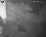 Capi_Dubne_20250428_232003.jpg