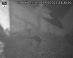 Capi_Dubne_20250428_233503.jpg