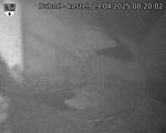 Capi_Dubne_20250429_002002.jpg