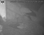 Capi_Dubne_20250429_002503.jpg